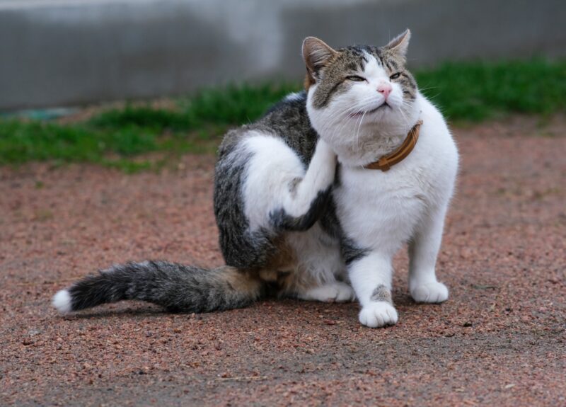 Zo kun je vlooien bij katten herkennen en behandelen