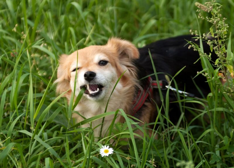Waarom eten honden gras: dit is waar je op moet letten
