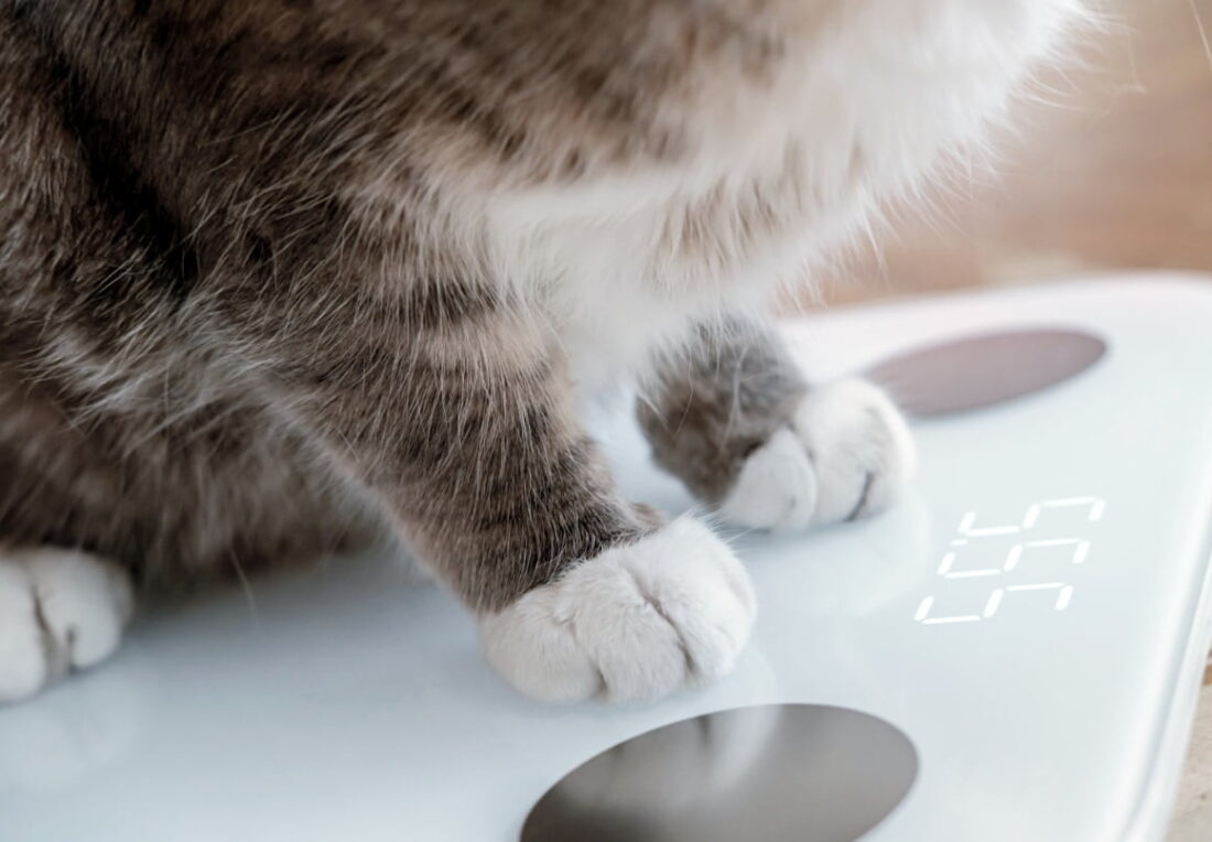 Het ideale gewicht hoeveel mag een kat wegen?
