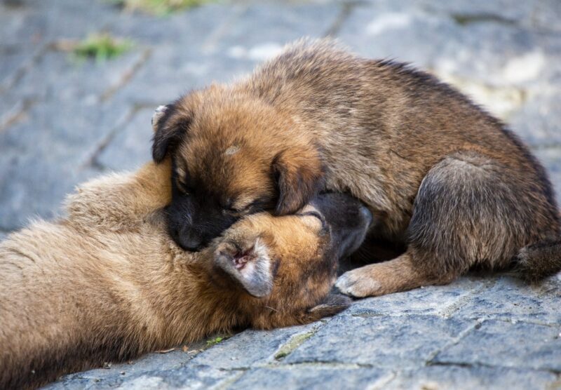 Waarom likken honden zo graag mensen?