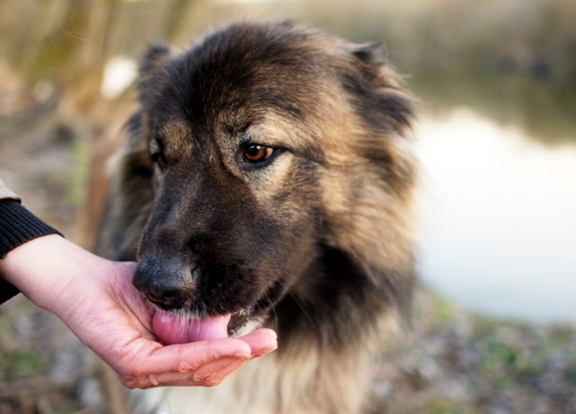 Waarom likt een hond je hand en kun je hier ziek van worden?