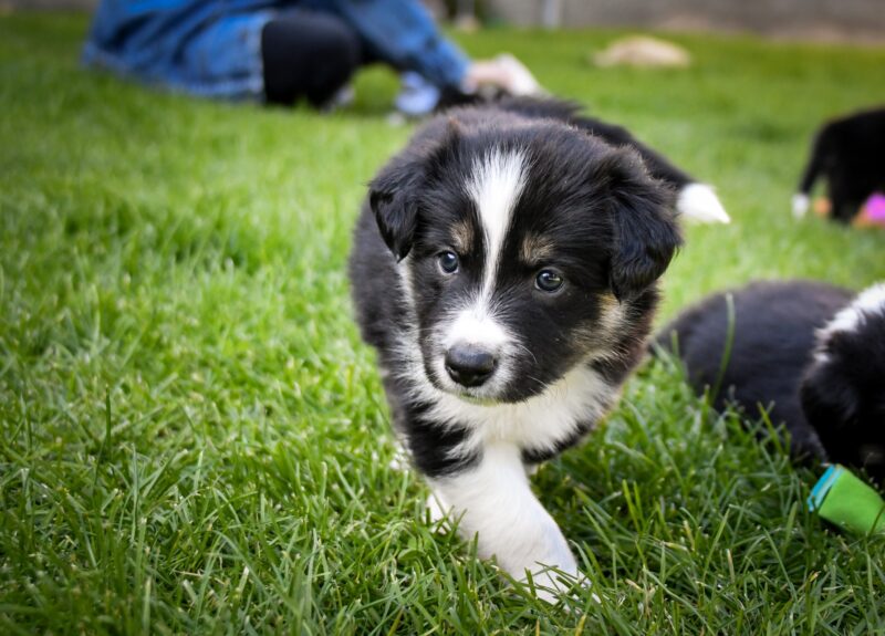 Opvoedtip: wanneer mag een pup naar buiten?