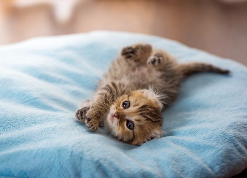 Wanneer wordt een kitten rustiger en wat kan ik doen?