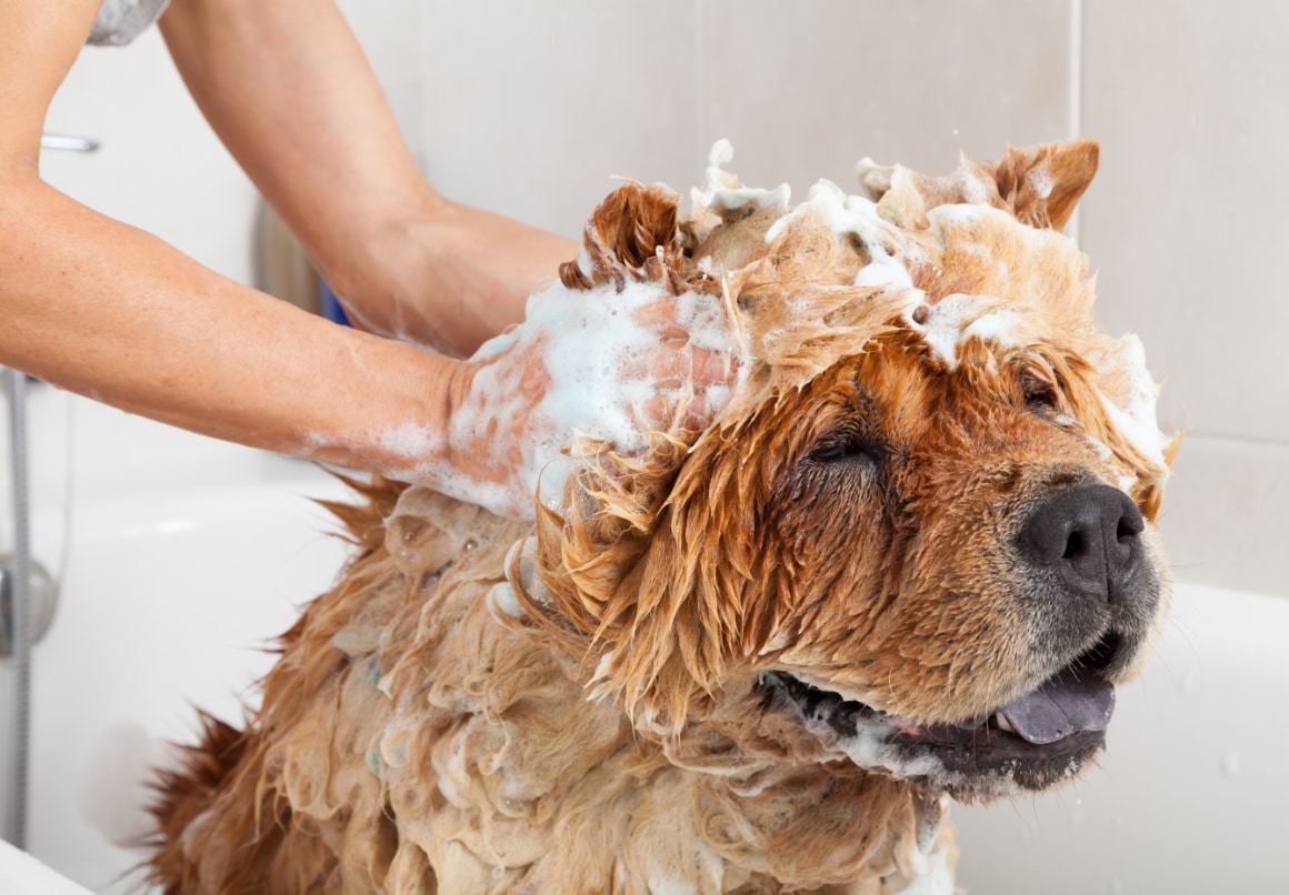 Waarom heeft een hond die typische hondengeur?