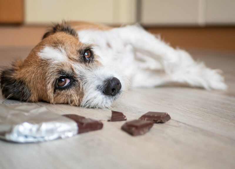 Belangrijk! Wat mag een hond niet eten?