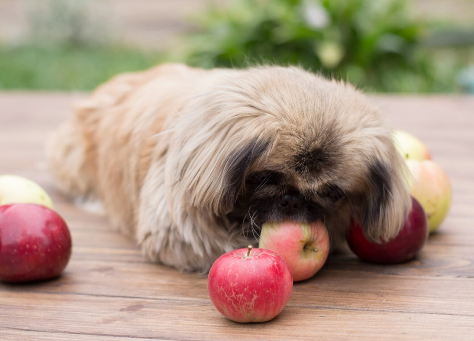 Welk fruit mag een hond eten?