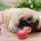 Welk fruit mag een hond eten?