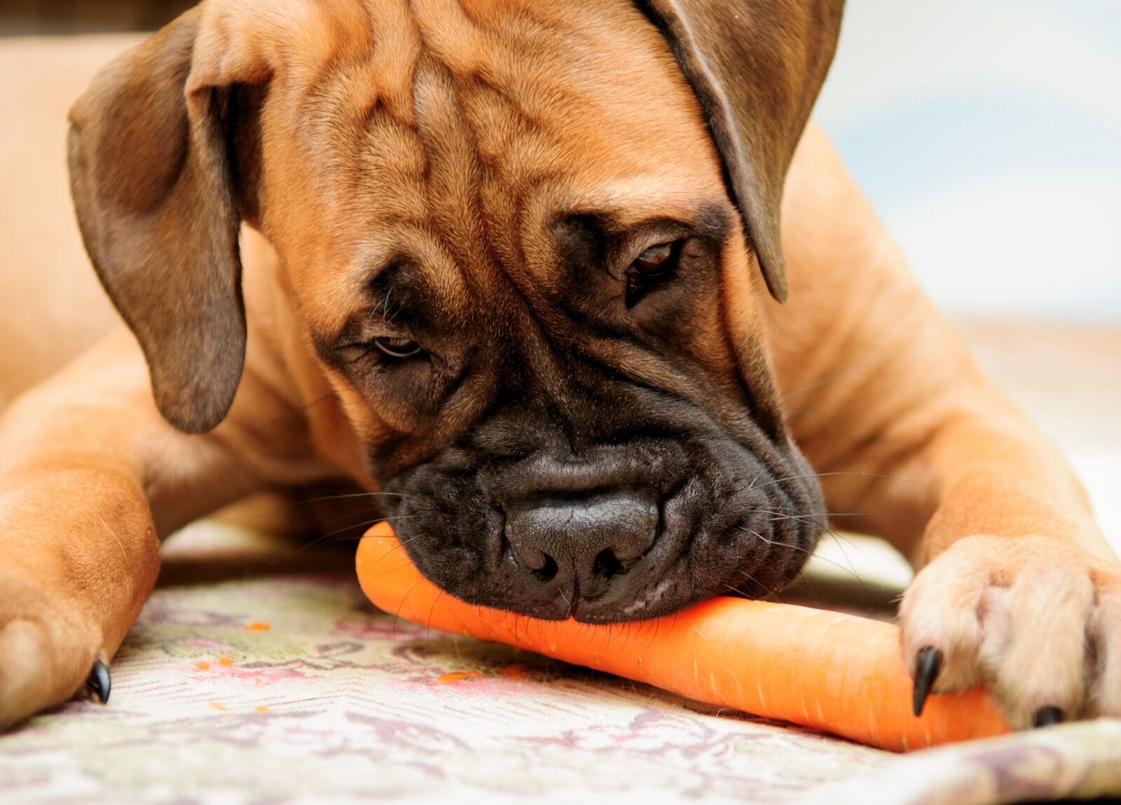 Gezondheidstip welke groenten mag een hond eten?