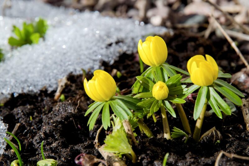 Winterakoniet planten verzorgen ws01v03 30643867