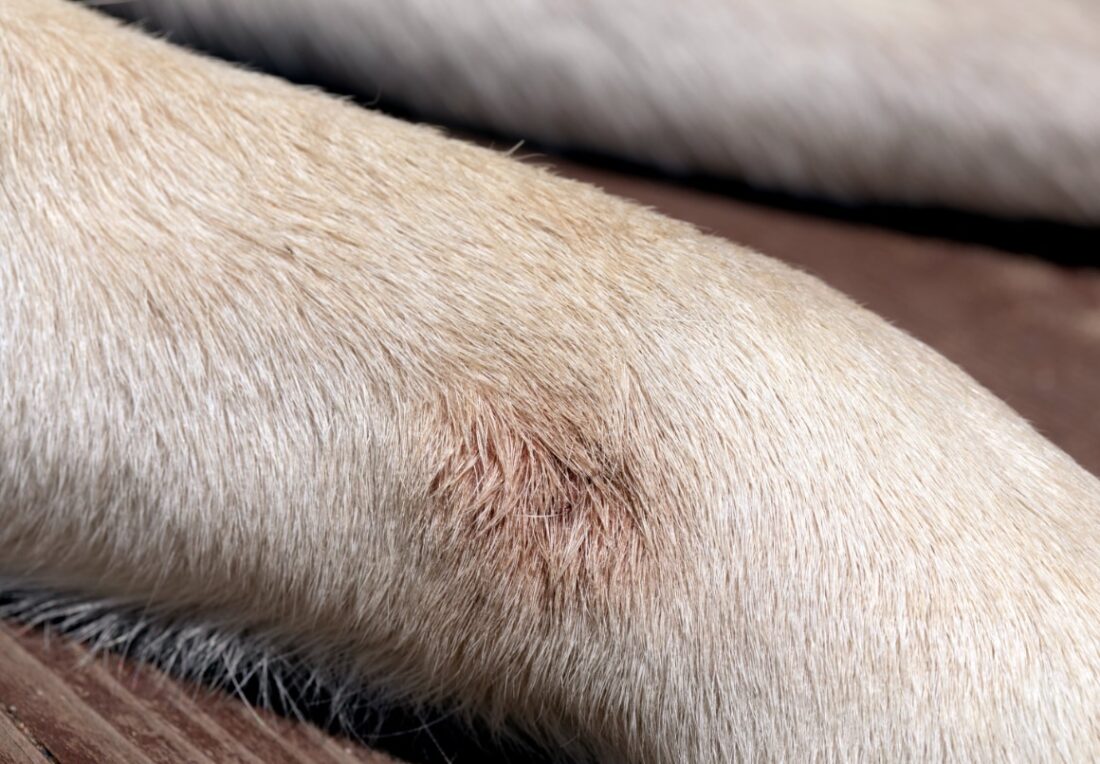 Een wrat bij een hond verwijderen kun je dat zelf?