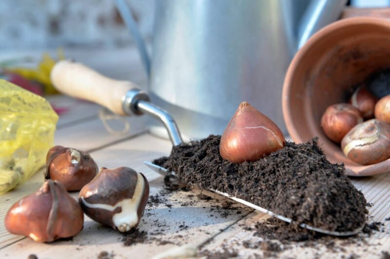 Zomerbloeiende bollen planten bewaren ws01v01 1156438468 scaled
