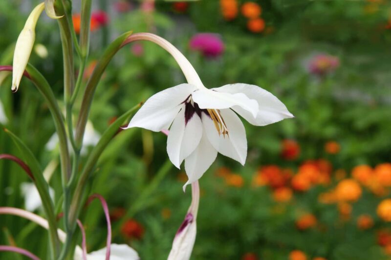Zwaardlelie planten verzorgen ws01v01 51016213